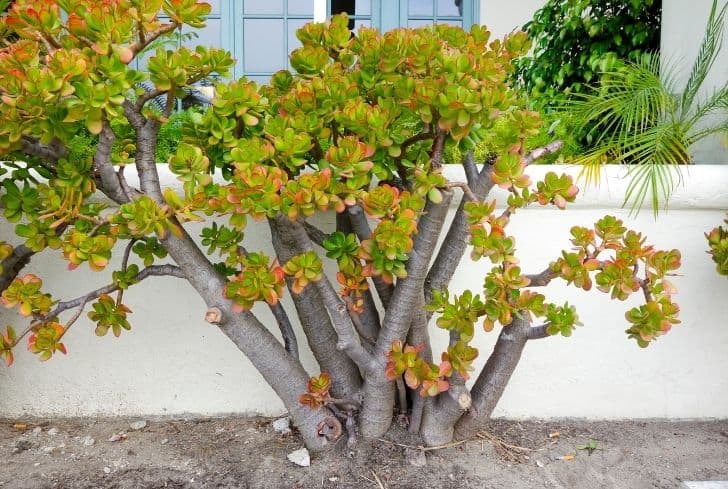 Portulacaria-Afra-plante