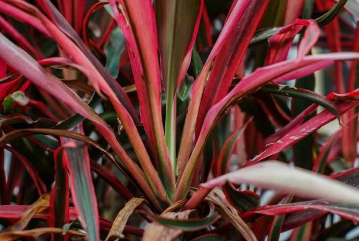 Cordyline