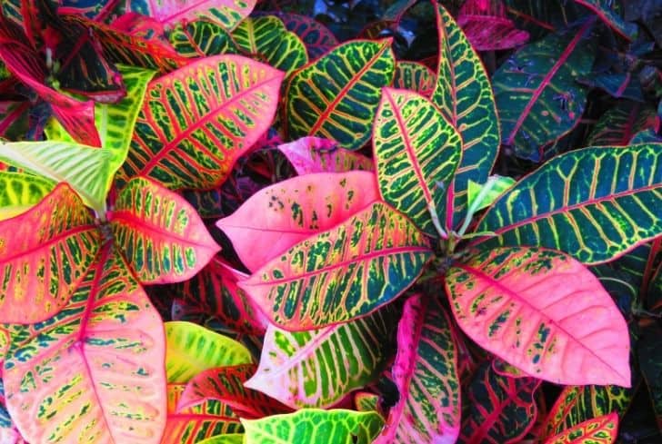 Crotons