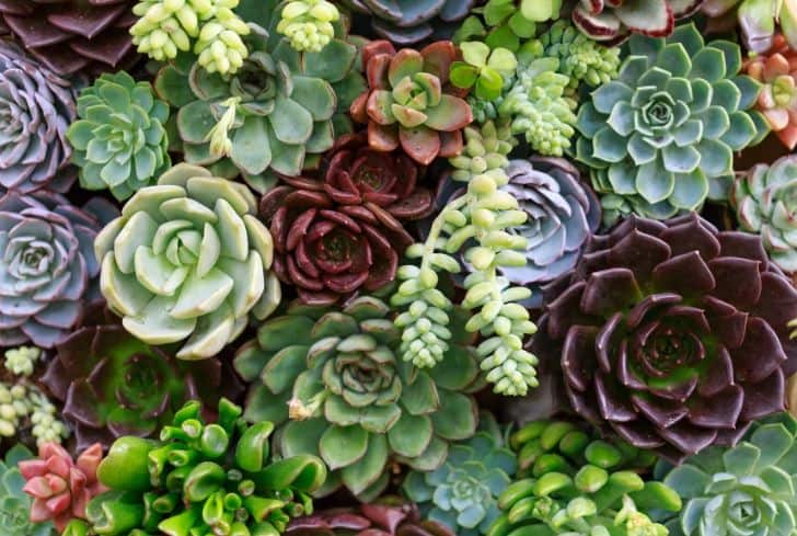 Succulentes