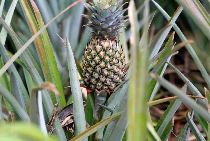 Ananas