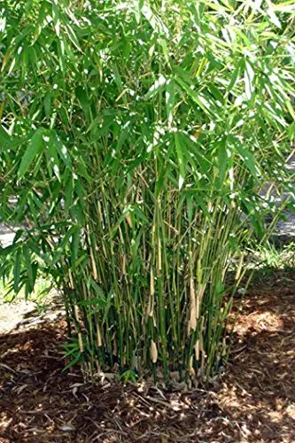 Bambusa Green Hedge Bamboo - Bambou agglomérant non invasif