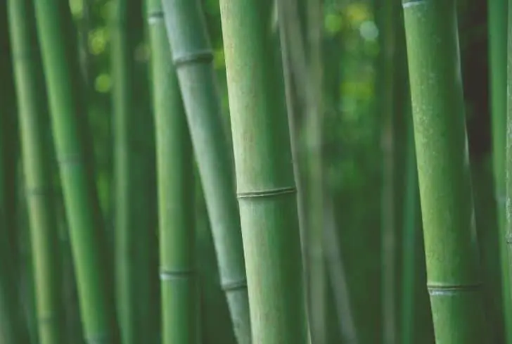 Bambou Canne Japonaise