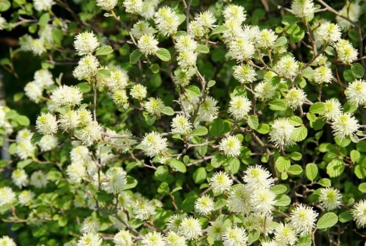 Fothergilla