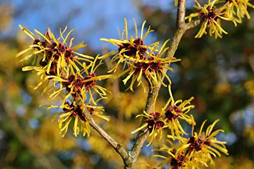 Arbre d'hamamélis américain grand arbuste à fleurs fleurs jaunes PLANTE VIVANTE