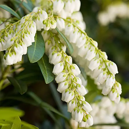 2 gallons - Mountain Snow Pieris - Arbuste à feuilles persistantes - Grappes de fleurs blanches en forme de cloche