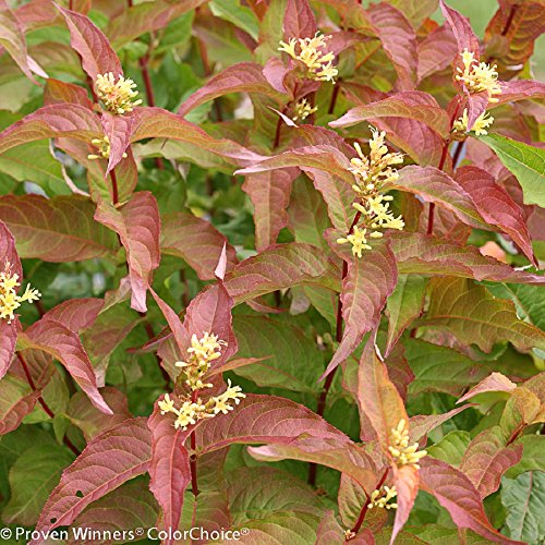 Kodiak Orange Bush Chèvrefeuille - 4