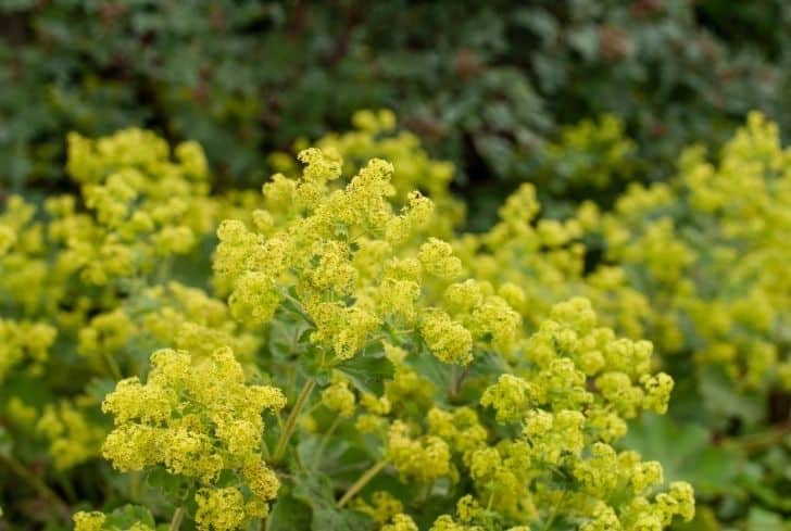 Lady Mantle plante