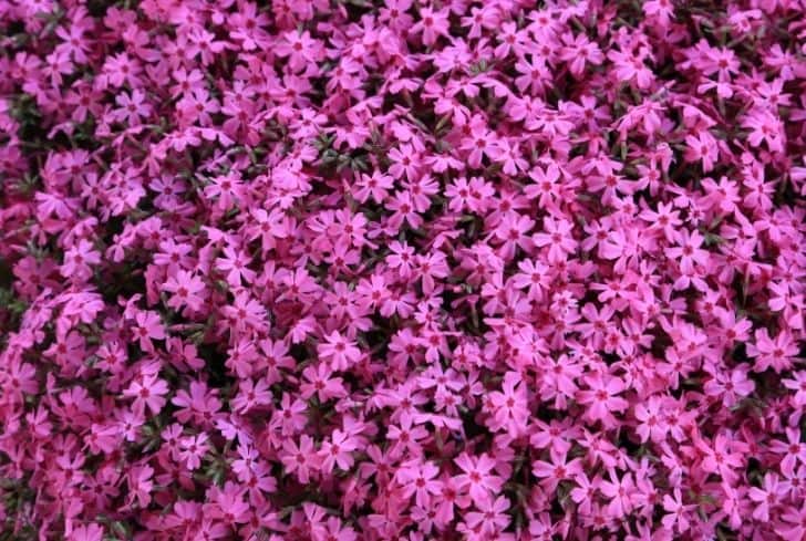 Usine de mousse Phlox