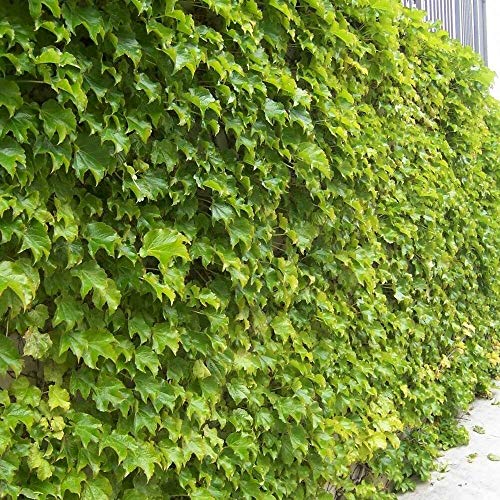 Boston Ivy Parthenocissus Tricuspidata 10,20 Graines