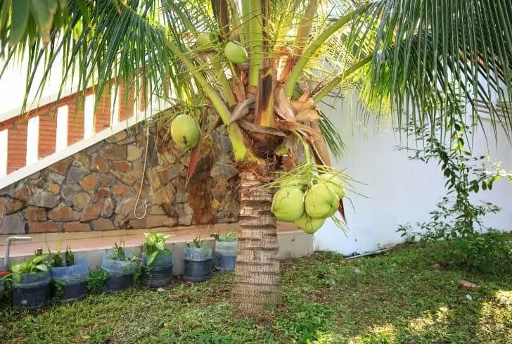 noix de coco nain