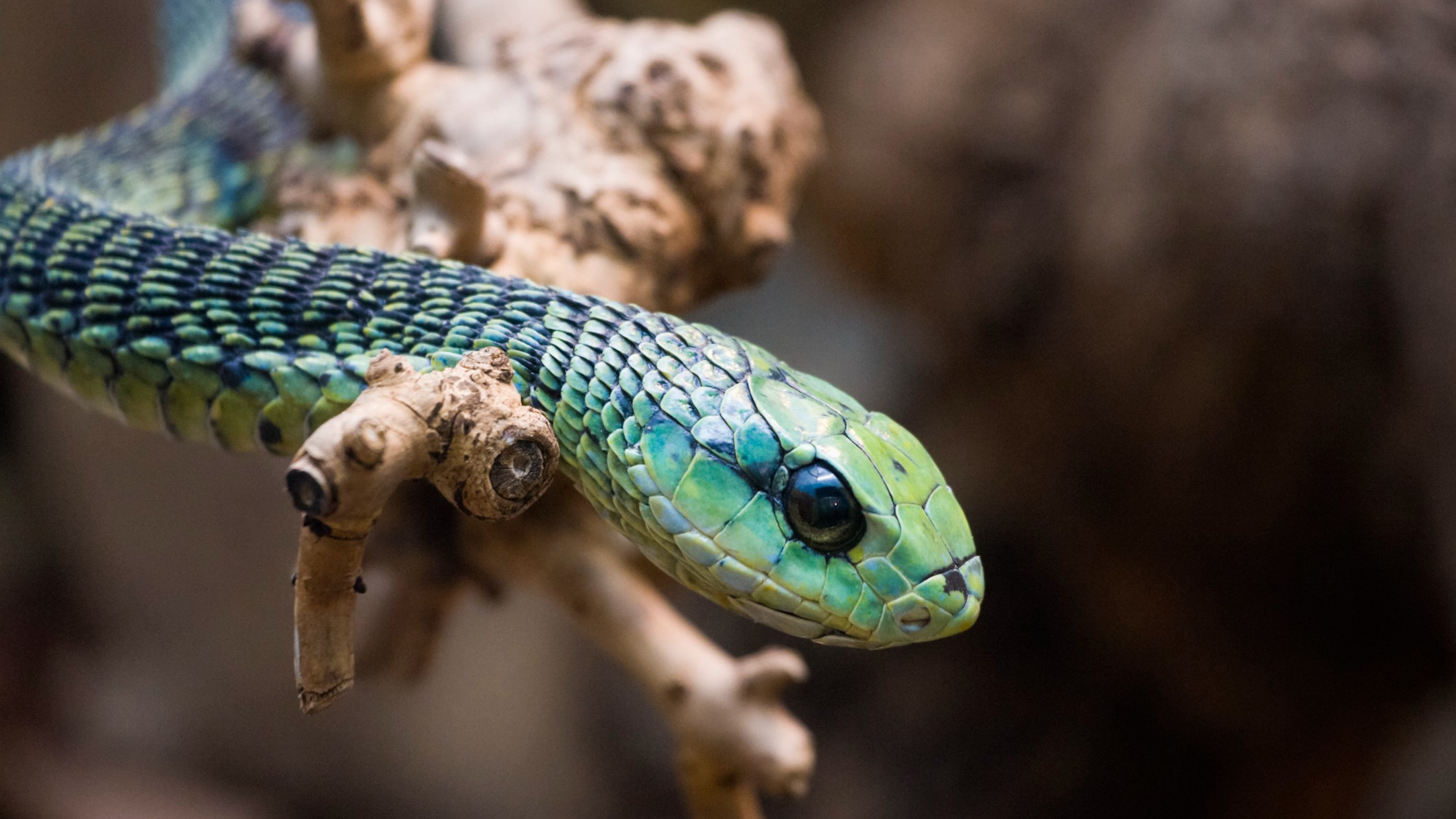 Un boomslang.