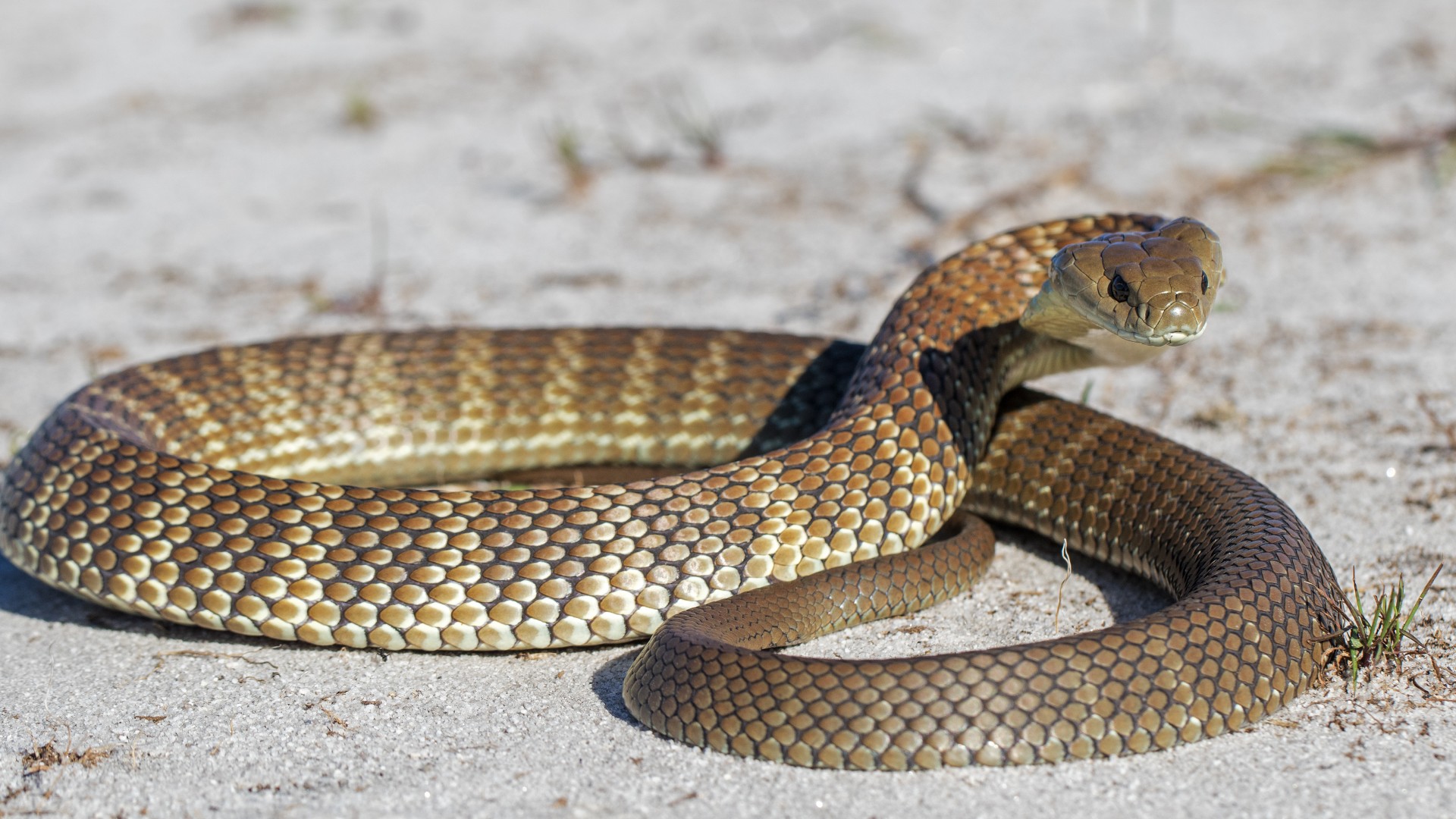 Serpent tigre oriental