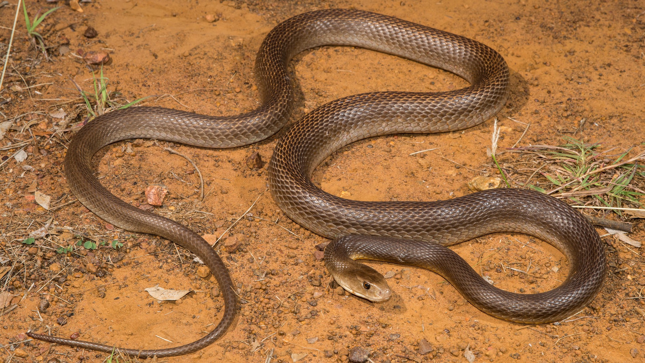 Taipan côtier