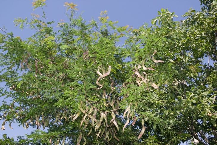 Skyline Honey Locust