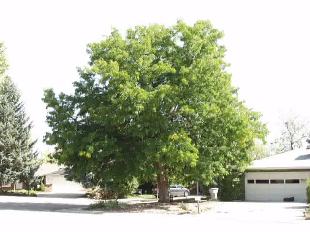 shademaster-honeylocust tree