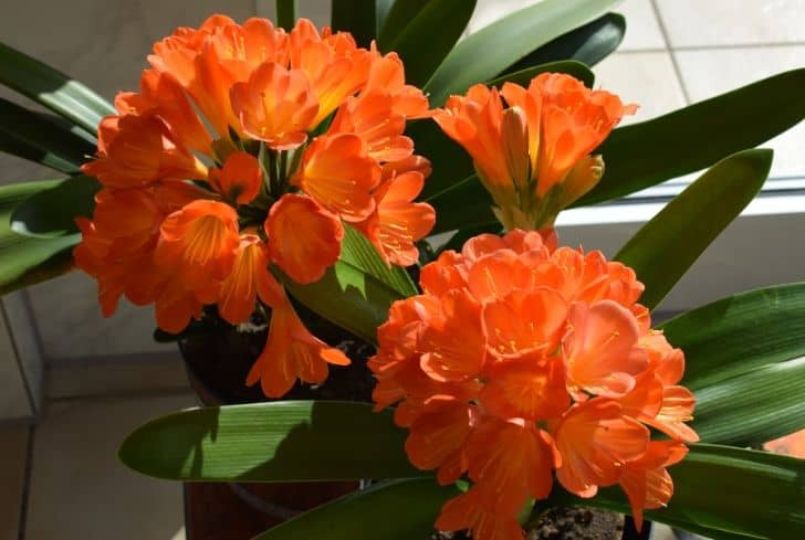 Usine de clivia