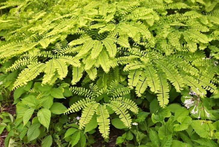 Fougère Maidenhair