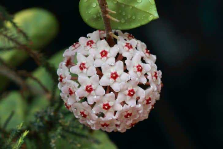 Hoya