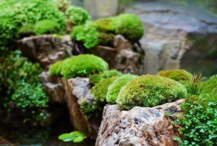 Terrarium en mousse