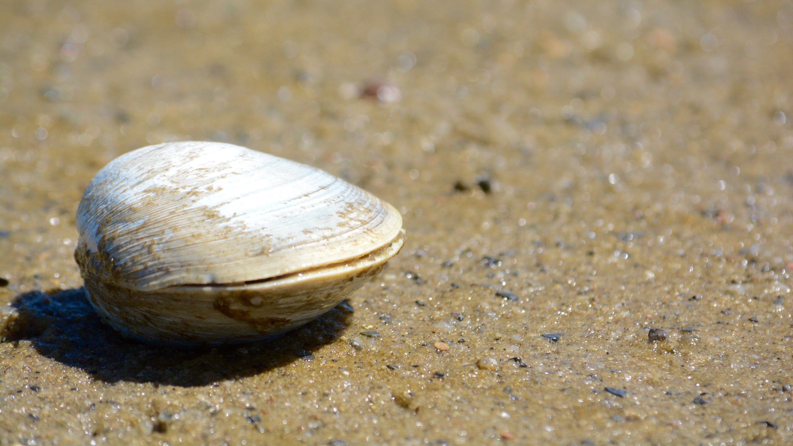 Une photo d'une palourde quahog sur une plage de Cape Cod dans le Massachusetts.