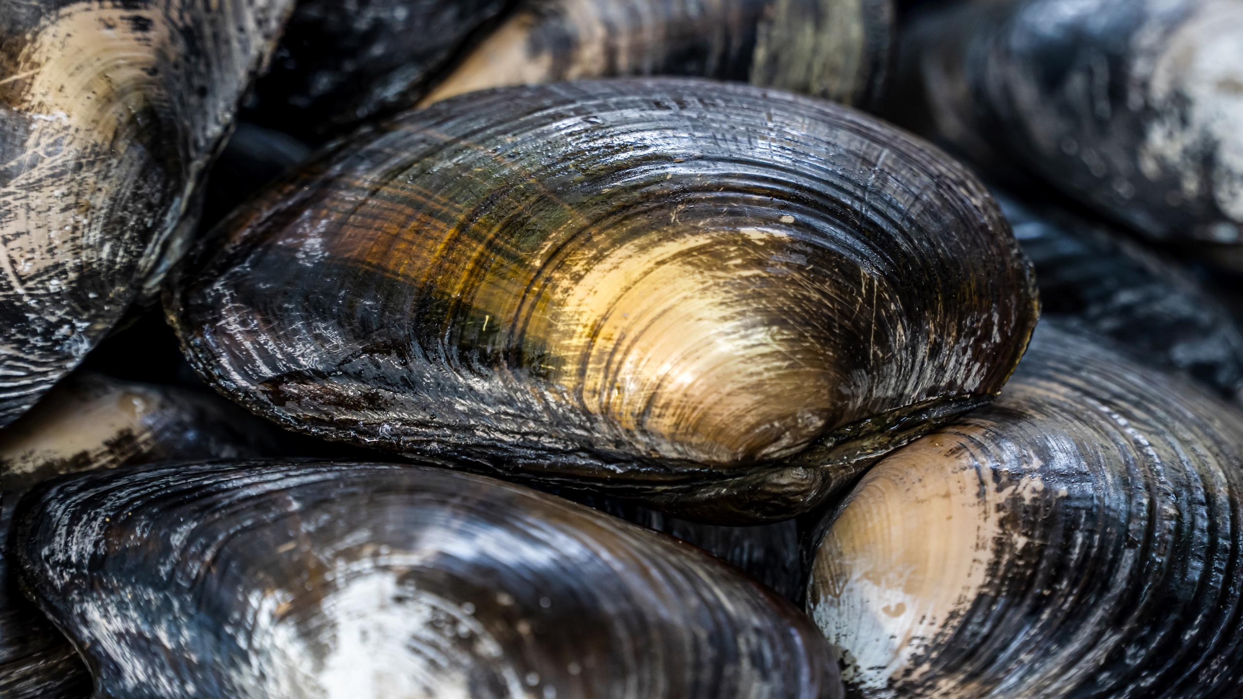 Une photo de moules d'eau douce du genre Margaritifera.