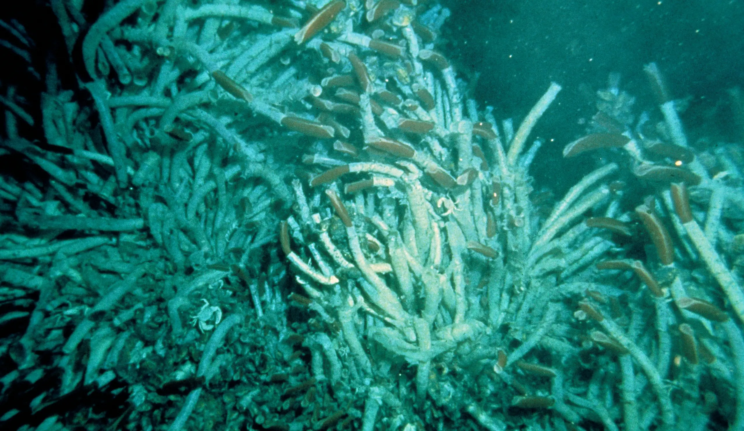 Une photo sous-marine de vers tubicoles par des évents hydrothermaux au fond de l'océan.