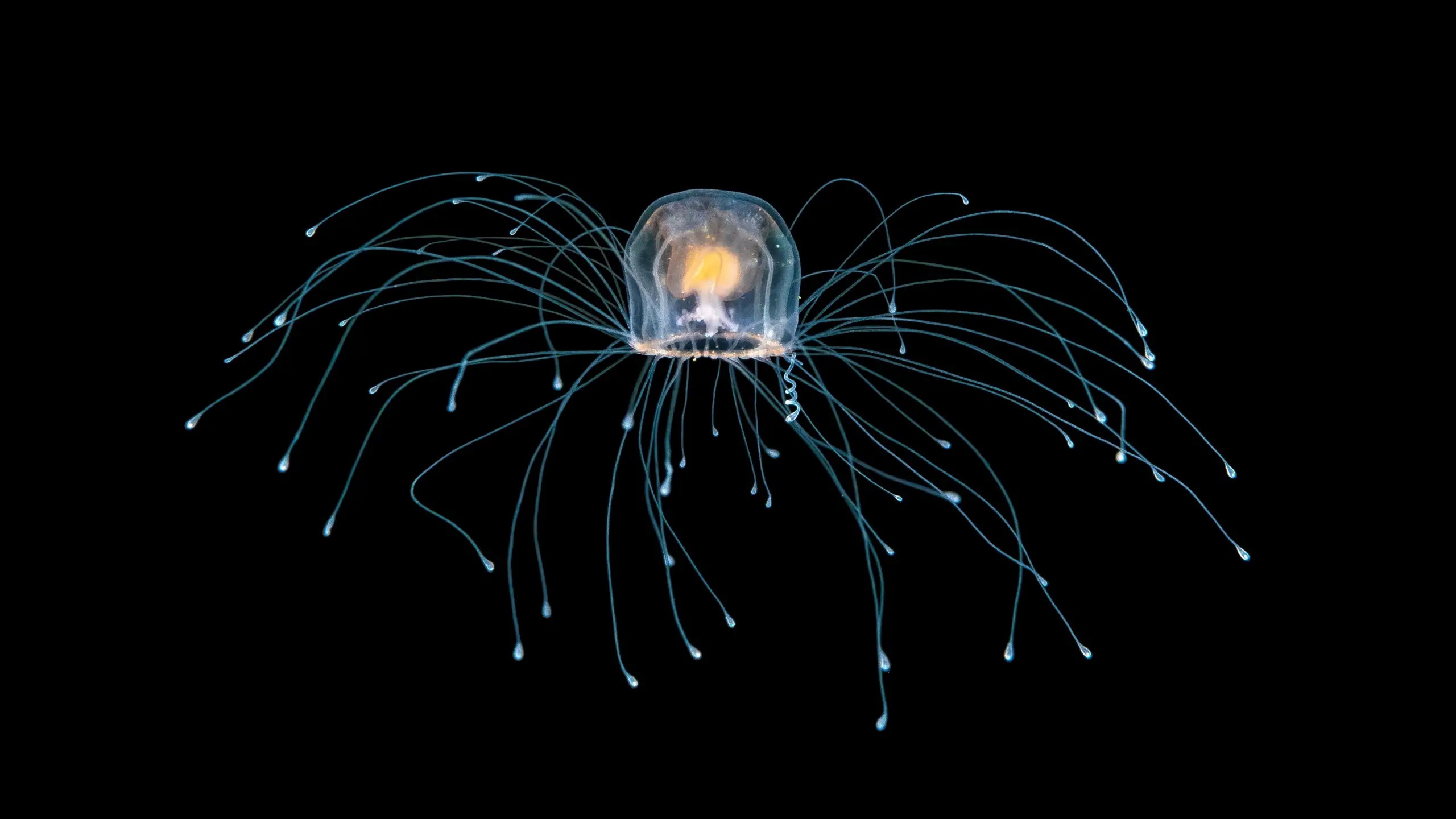 Une photo sous-marine d'une méduse immortelle Turritopsis au large de Palm Beach, Floride, États-Unis