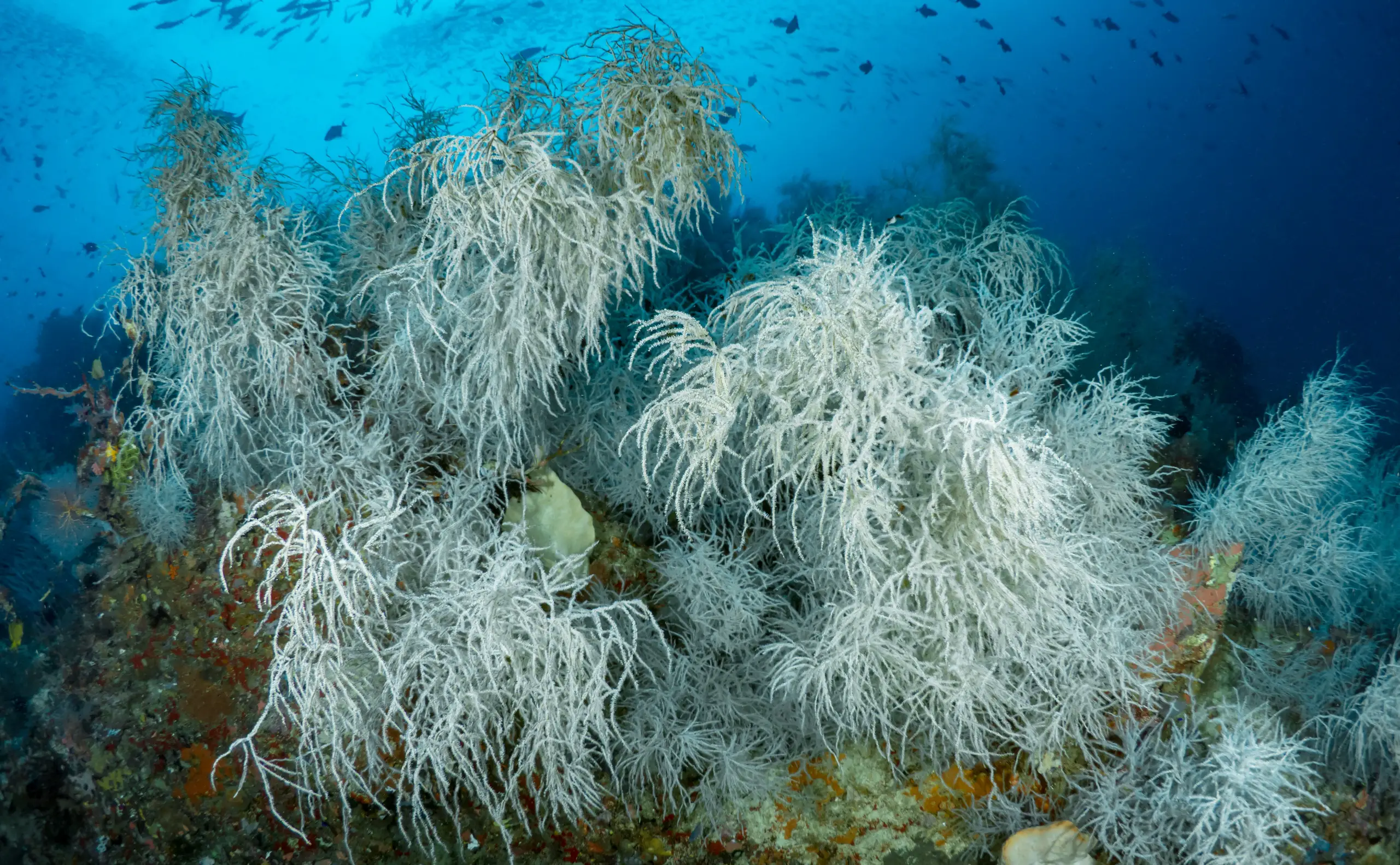 Une photo sous-marine de buissons de corail noir sur un récif.