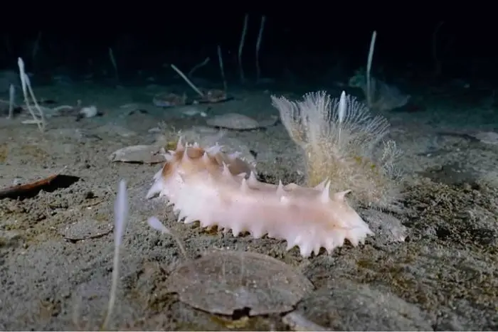 La vie sur le fond marin sous la banquise est similaire à celle que l'on trouve dans les parties les plus profondes des océans et comprend des éponges, des concombres de mer et des ophiures. 