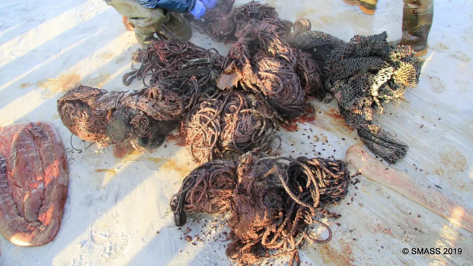 Un filet de pêche, une corde et d'autres débris ont été retirés de l'estomac d'un cachalot mort.