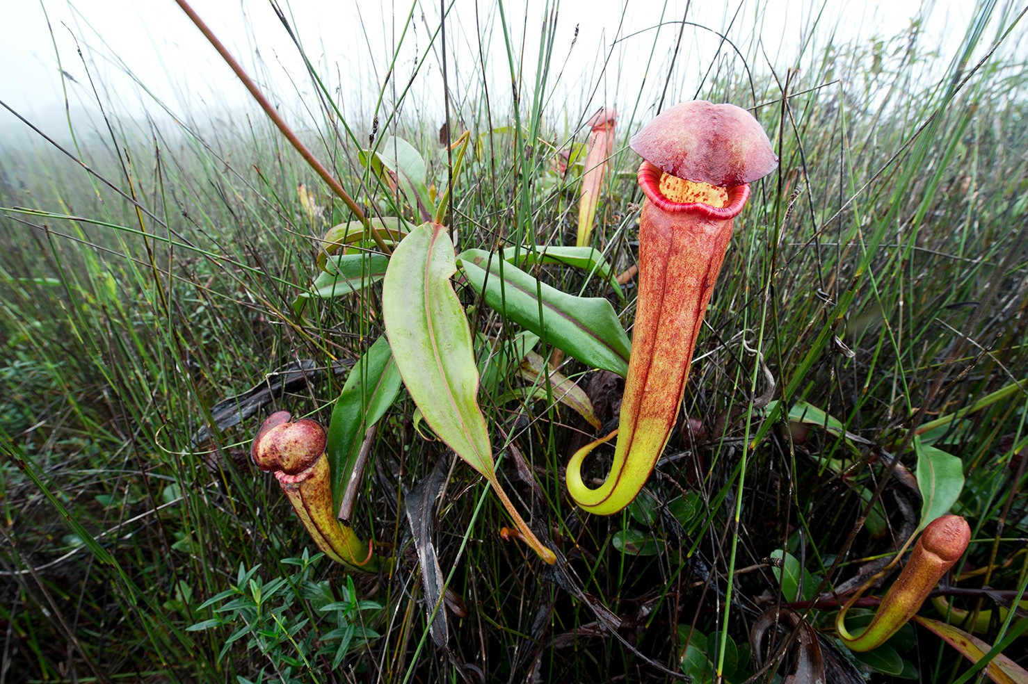 Une photo de Nepenthes bokorensis dans le sud-ouest du Cambodge.