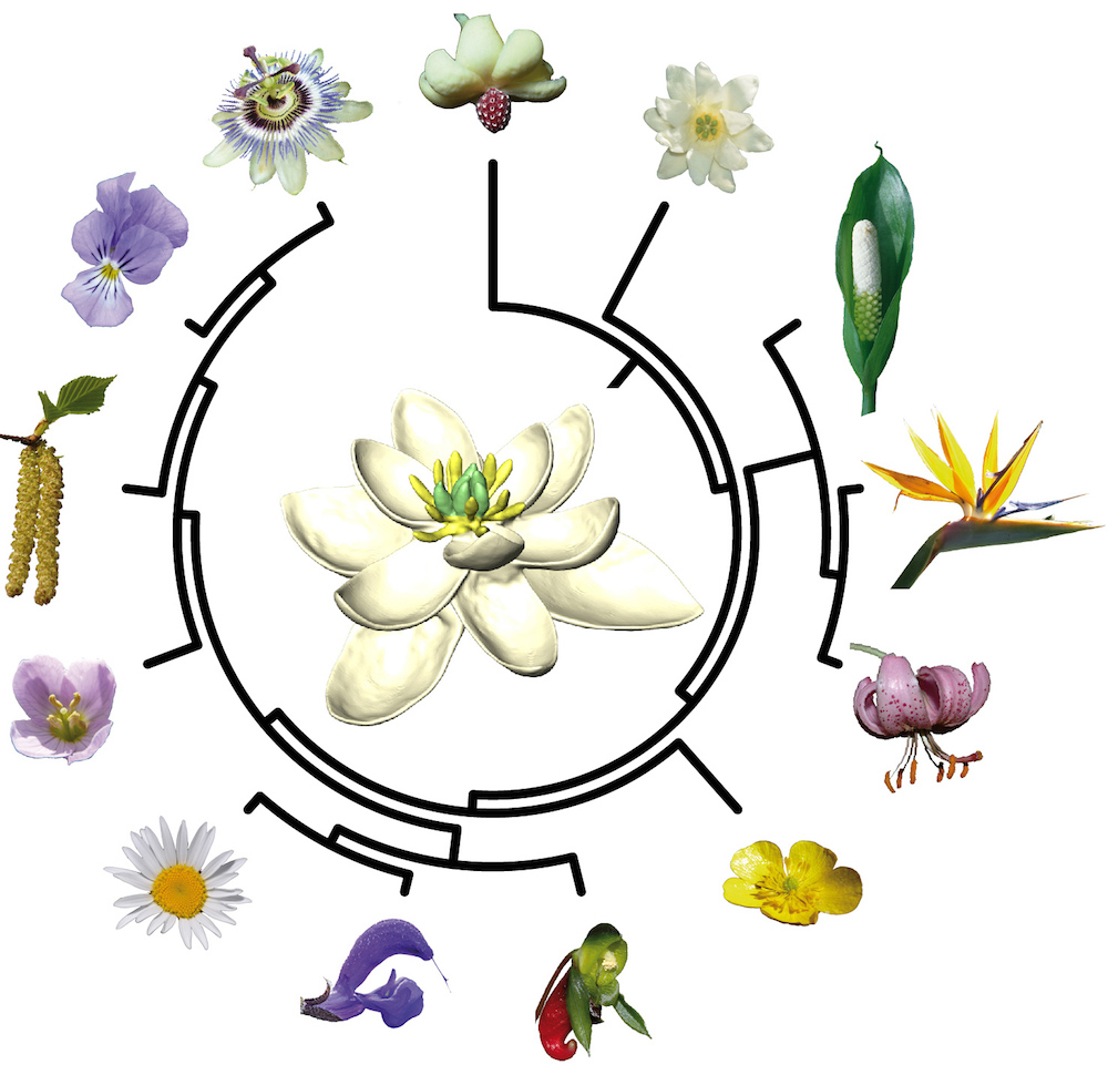 Cette carte simplifiée montre que chaque fleur vivante a évolué à partir de cet ancêtre unique (voir au milieu) qui a vécu il y a environ 140 millions d'années.