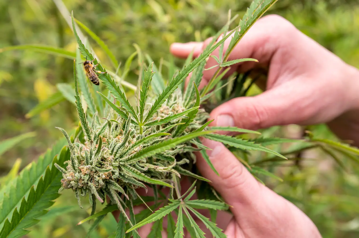 Le CBD est un produit chimique extrait de la plante de cannabis.