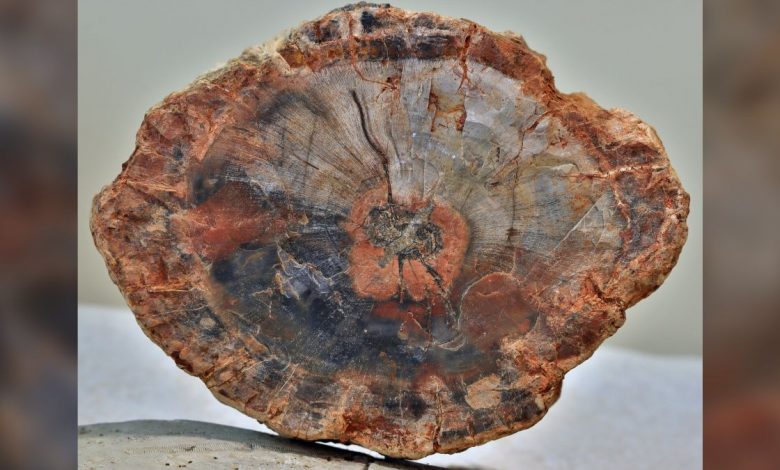 A cross section of petrified wood, showing wood grain patterns.