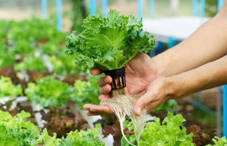 Comment créer une maison qui aime les plantes ?