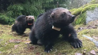 Wolverines sport their GPS tags.