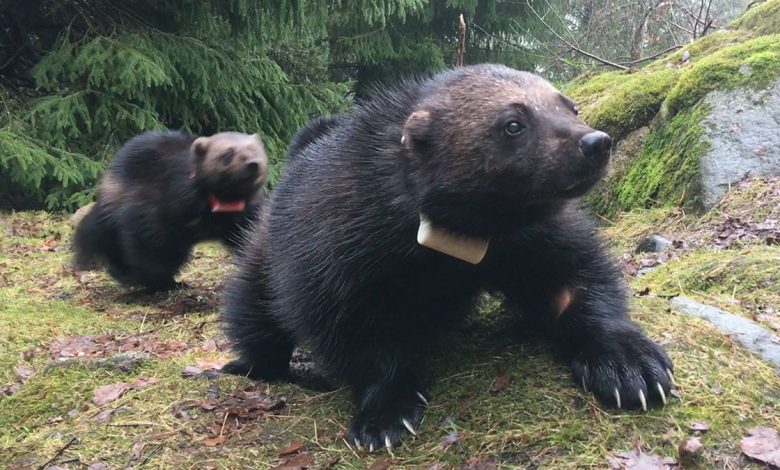 Wolverines sport their GPS tags.