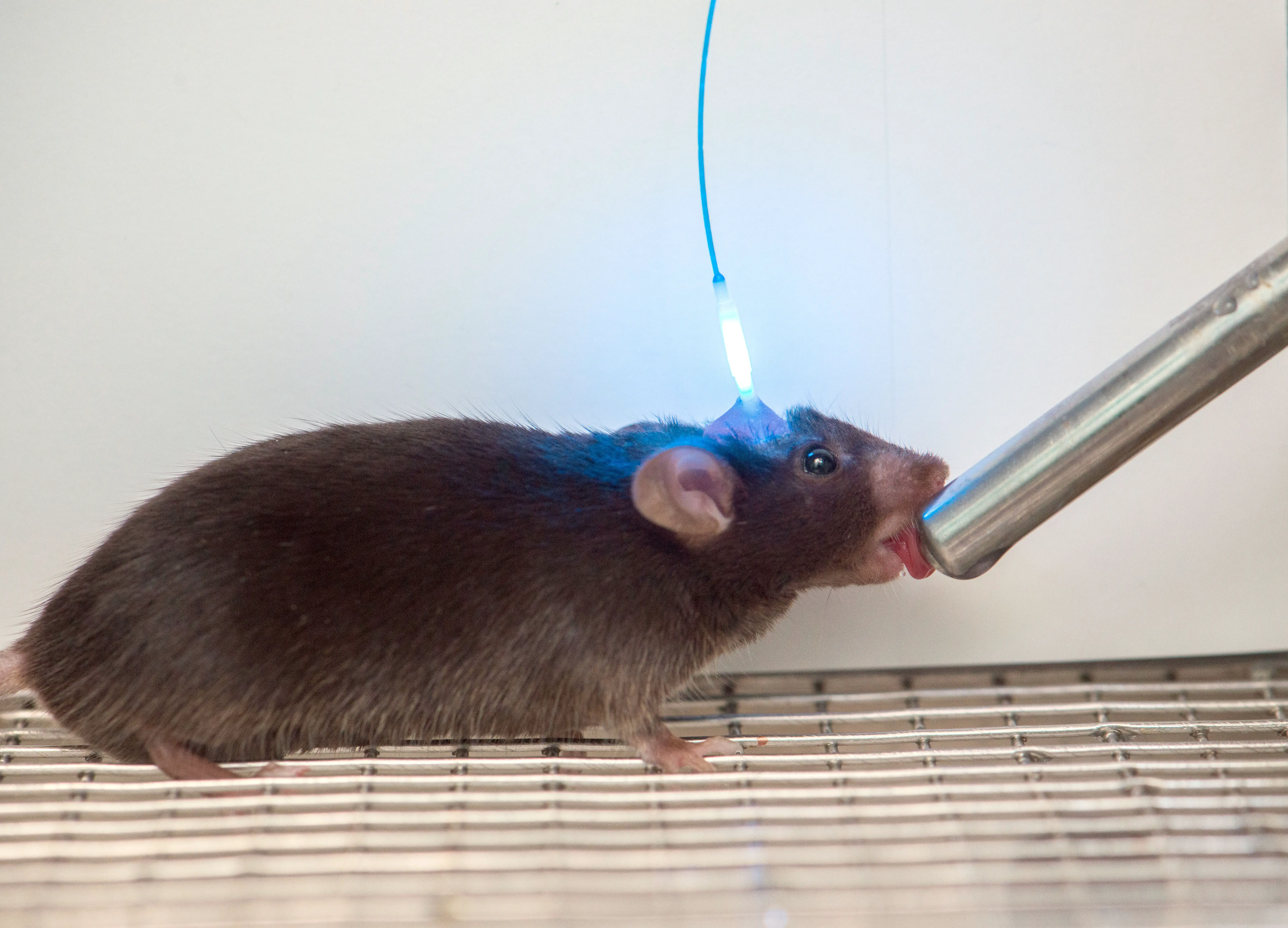 Les chercheurs ont mesuré et observé l'activité des neurones de la soif dans le cerveau des souris alors qu'elles buvaient de l'eau salée et fraîche.