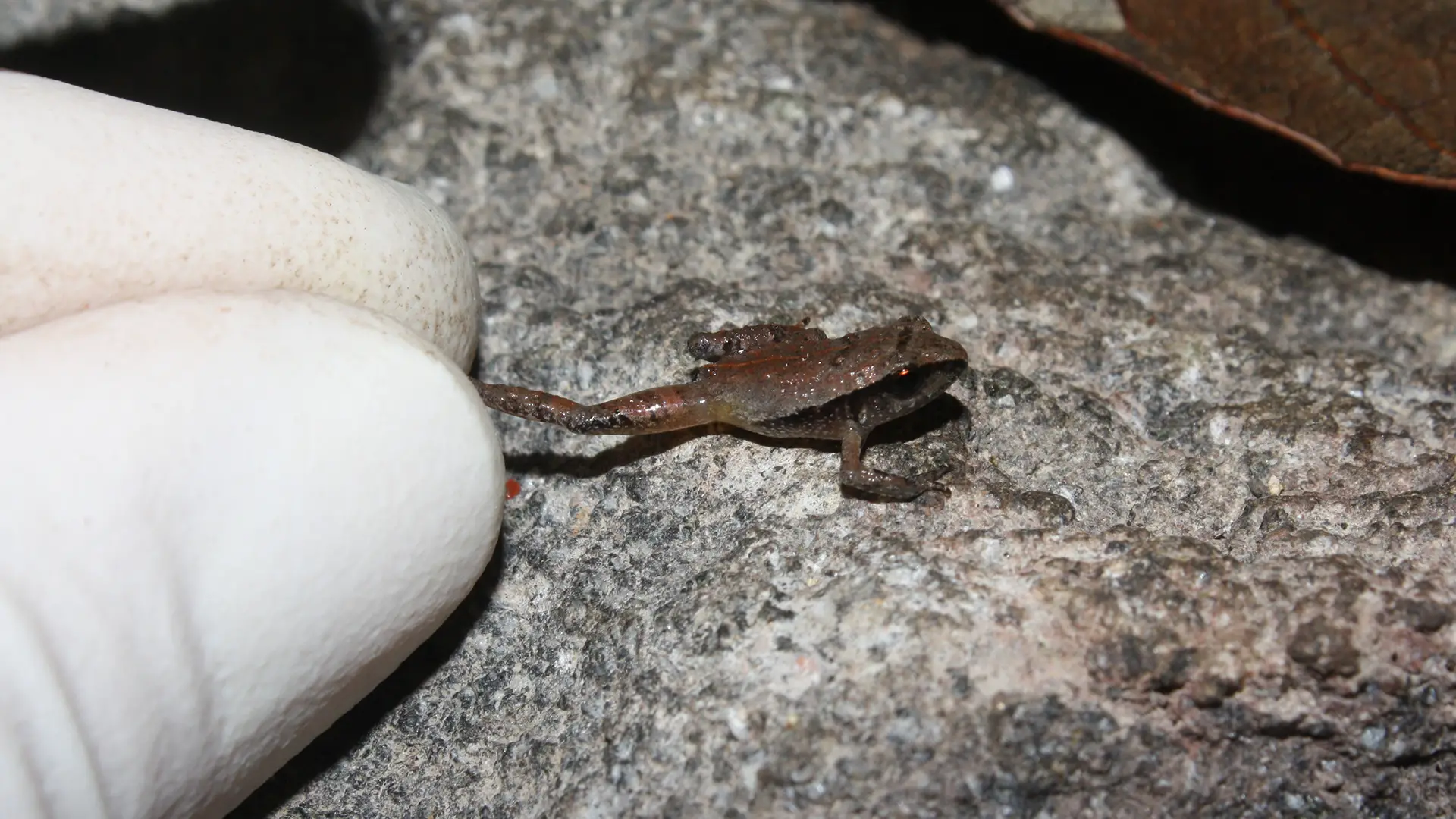 Craugastor rubinus, l'une des espèces nouvellement décrites, est éclipsée par le bout des doigts d'un chercheur.