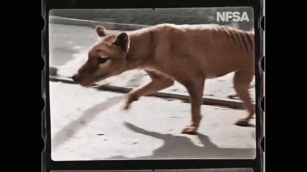 Footage of the last Tasmanian tiger (thylacine) at Beaumaris Zoo in Hobart, Australia, from 1933. The film was recently colorized by Composite Films in Paris.