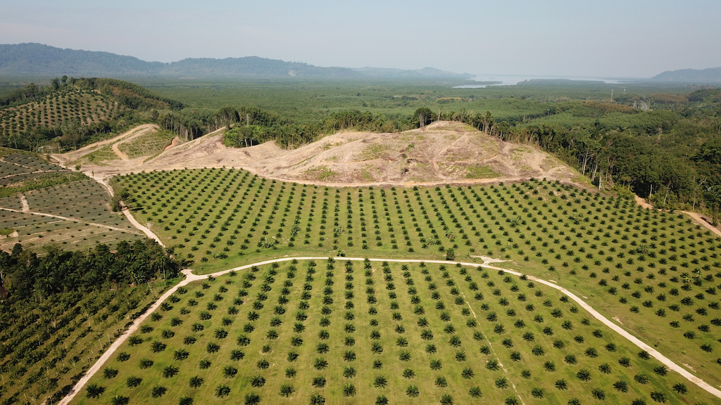 Une ferme de palmiers plantée là où se trouvait autrefois une forêt tropicale.