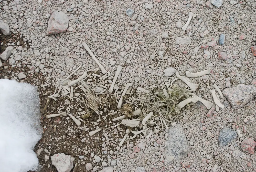La surface du cap Irizar était parsemée d'os, de plumes et de momies de manchots nouvellement exposés, certains datant d'il y a 5 000 ans.