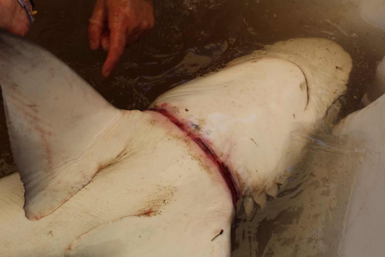 En 2016, Daniel Abel, biologiste marin à la Coastal Carolina University, et ses collègues ont sorti ce requin gris de l'eau à Winyah Bay, en Caroline du Sud. Le requin était lentement coupé en deux par un morceau de plastique.
