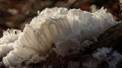 Des randonneurs découvrent une «glace capillaire» fantomatique accrochée aux arbres dans une forêt irlandaise Par Brandon Specktor publié le 6 janvier 21 La glace capillaire est apparue sur les arbres en décomposition partout dans le monde, et des champignons peuvent être à blâmer.