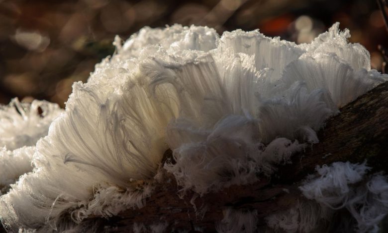 Des randonneurs découvrent une «glace capillaire» fantomatique accrochée aux arbres dans une forêt irlandaise Par Brandon Specktor publié le 6 janvier 21 La glace capillaire est apparue sur les arbres en décomposition partout dans le monde, et des champignons peuvent être à blâmer.