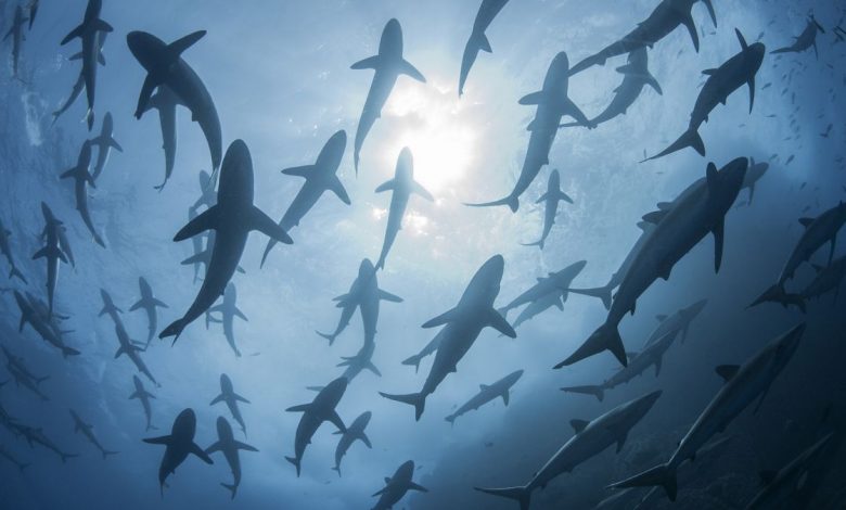 Silky sharks (Carcharhinus falciformis) gather in spring to mate in waters near the island of Roca Partida in Mexico.