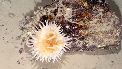 Des scientifiques découvrent des créatures marines de l'Antarctique "piégées sous la glace" pendant 50 ans Par Brandon Specktor publié le 19 mars 21 Lorsqu'un iceberg gargantuesque a vêlé de l'Antarctique le mois dernier, il a révélé une communauté animée de vie marine pour la première fois depuis des décennies.