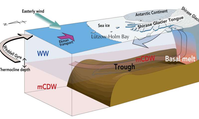 Un graphique montre comment l'eau chaude monte pour faire fondre la langue du glacier Shirase par le bas