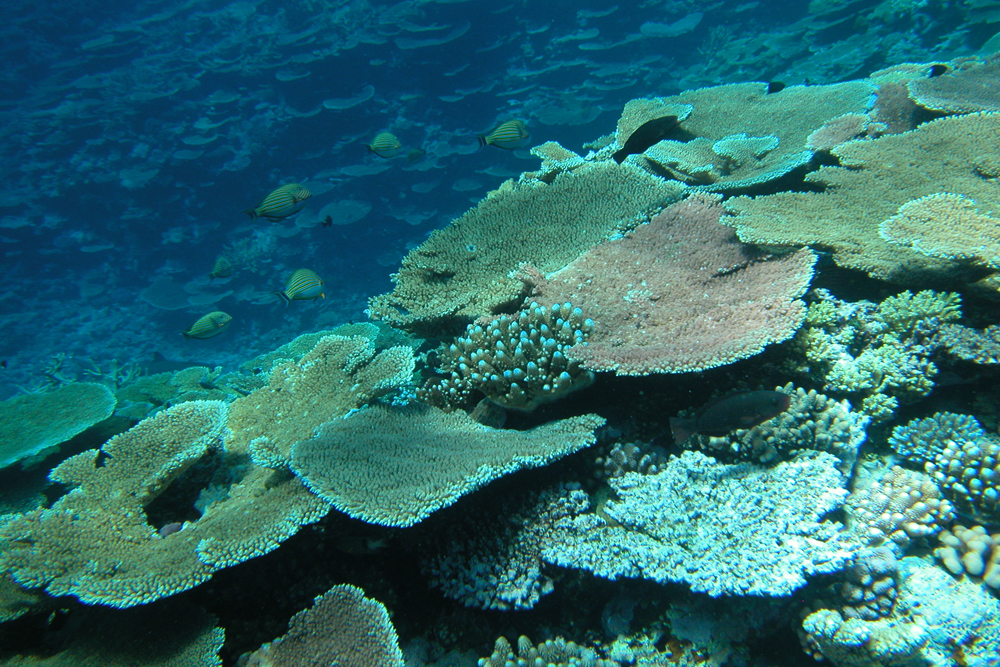 Récif sain à Low Islands